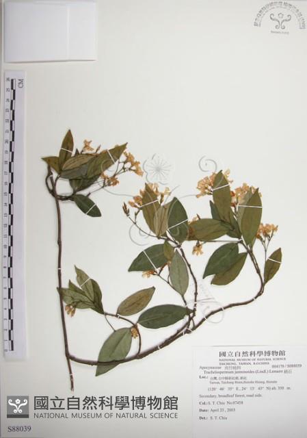 絡石藏品圖，第1張