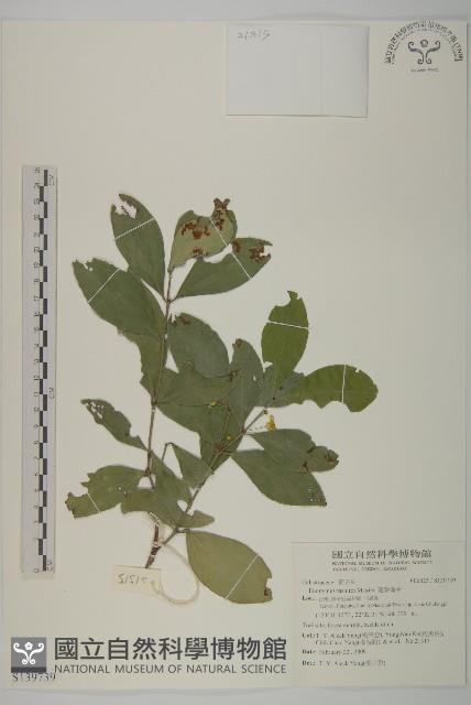 菱葉衛矛藏品圖，第1張