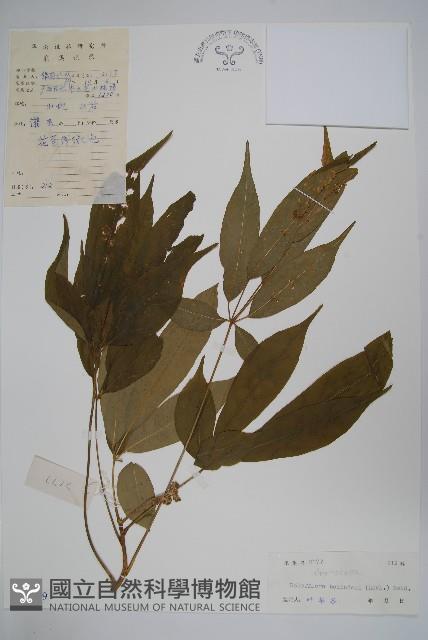 短序鵝掌柴藏品圖，第1張