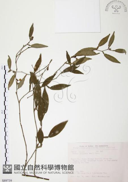 柚葉藤藏品圖，第1張