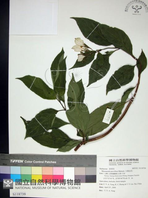 玉葉金花藏品圖，第1張