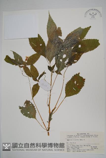 黃金鳳藏品圖，第1張