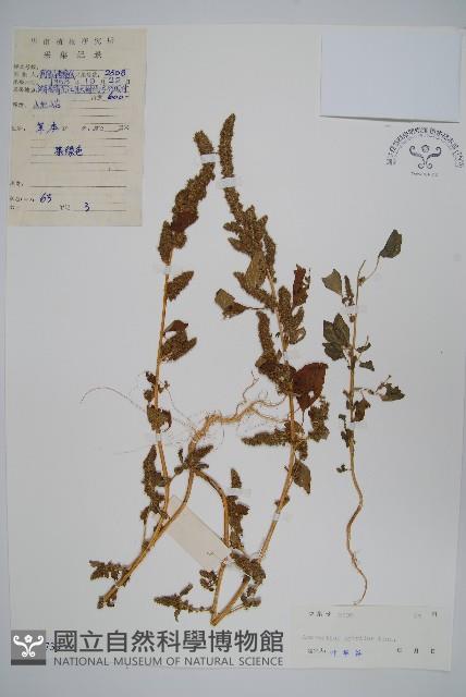 繁穗莧藏品圖，第1張