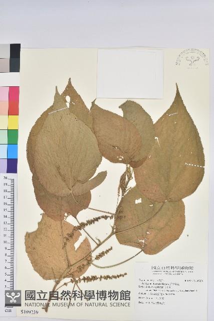 屏東鐵莧藏品圖，第1張