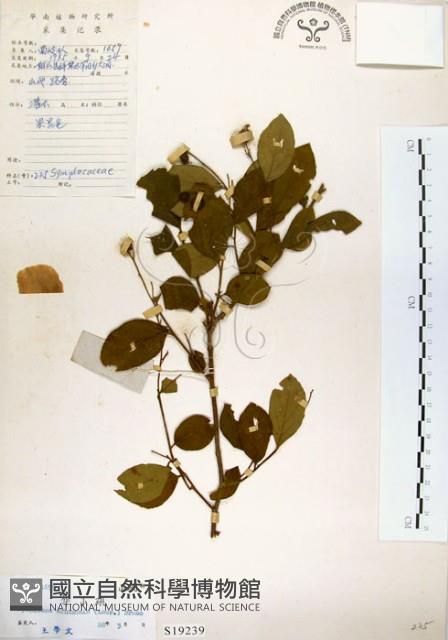 灰木藏品圖，第1張