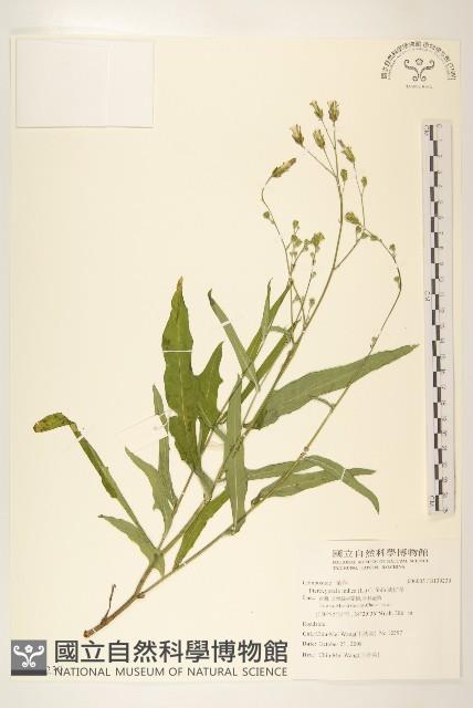 鵝仔草藏品圖，第1張