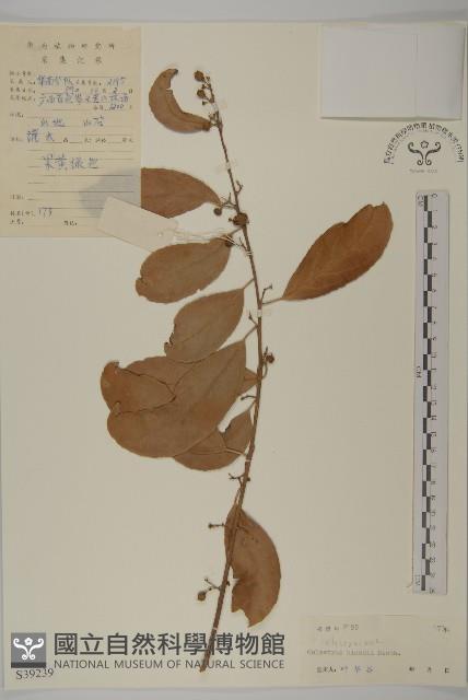 南華南蛇藤，青江藤藏品圖，第1張