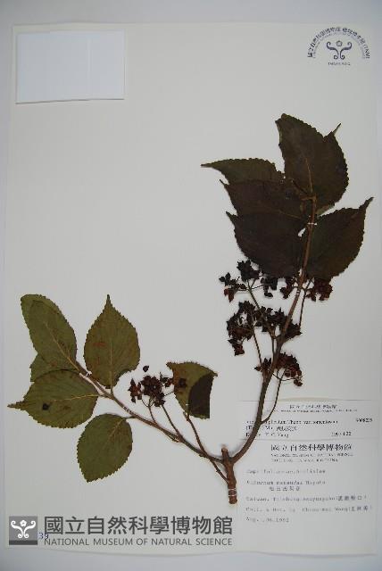 蝴蝶莢迷藏品圖，第1張