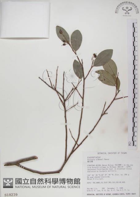 魯花樹藏品圖，第1張