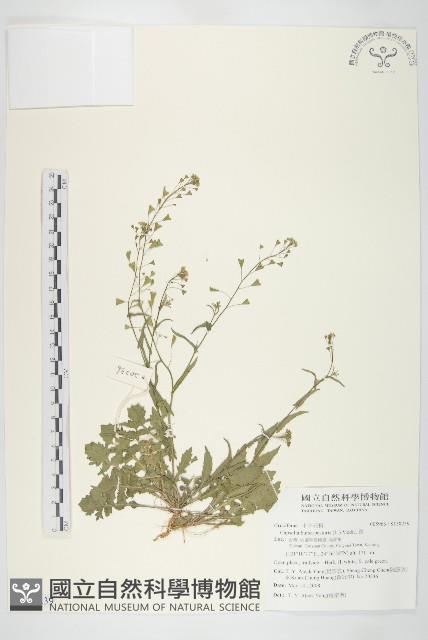 薺藏品圖，第1張