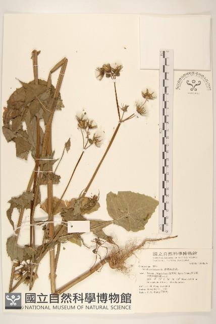 苦滇菜、苦菜藏品圖，第1張