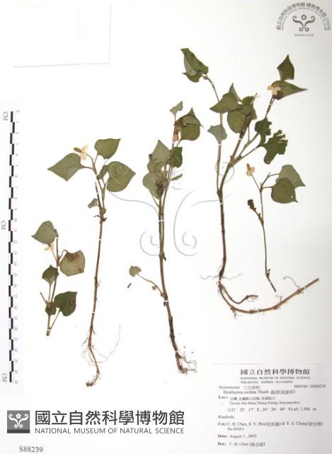 臭腥草、蕺菜藏品圖，第1張