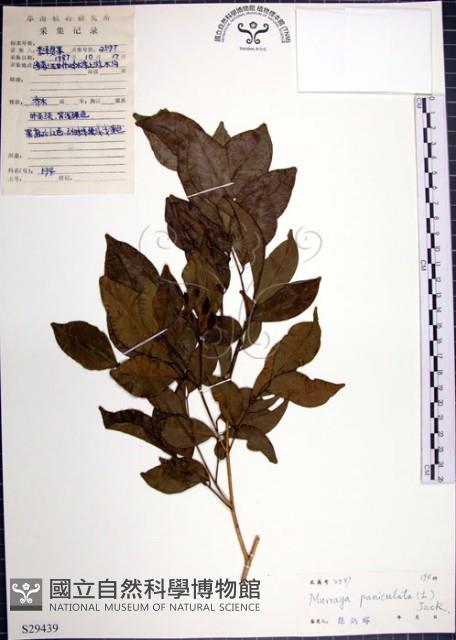 月橘藏品圖，第1張