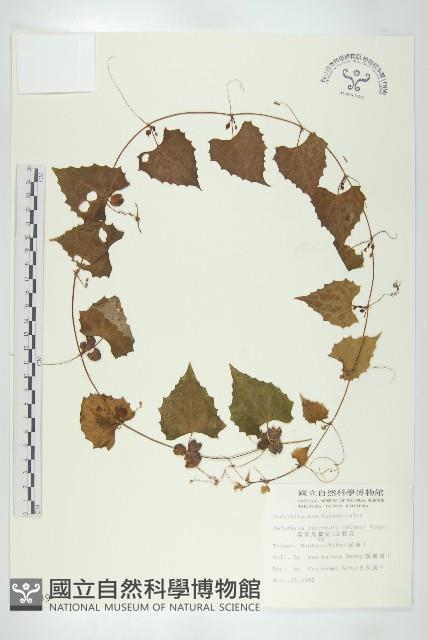 黑果馬交兒藏品圖，第1張