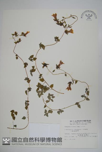 玉山山奶草藏品圖，第1張