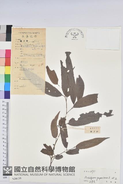 日本五月茶、南投五月茶藏品圖，第1張