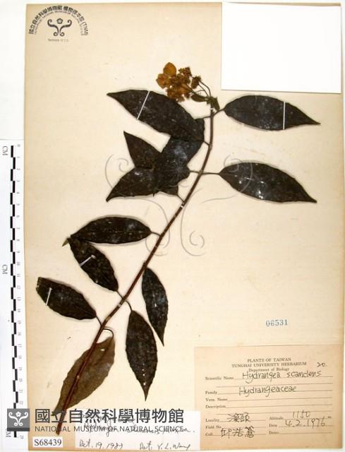 華八仙藏品圖，第1張