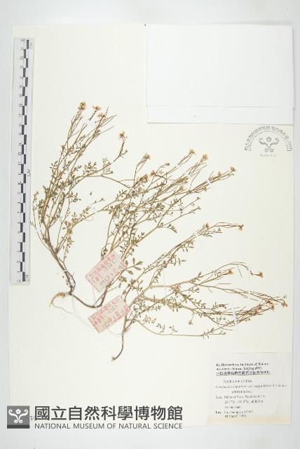 窄葉碎米薺藏品圖，第1張