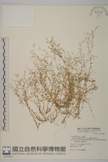 無心菜、鵝不食草藏品圖，第1張