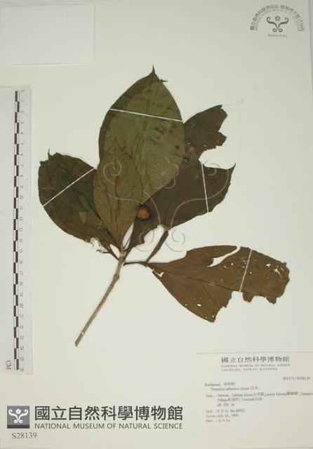 貝木藏品圖，第1張