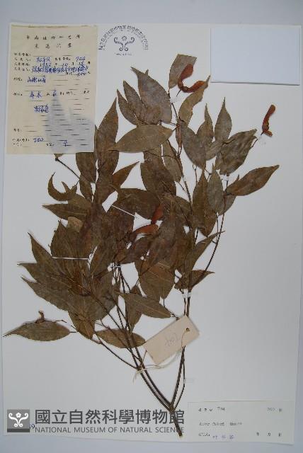 紅翅槭藏品圖，第1張