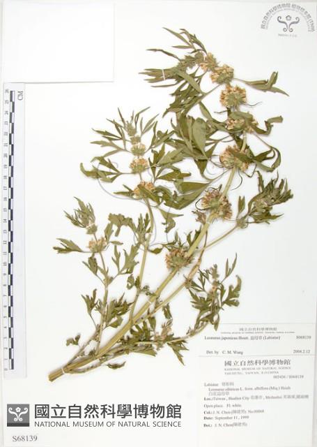 益母草藏品圖，第1張