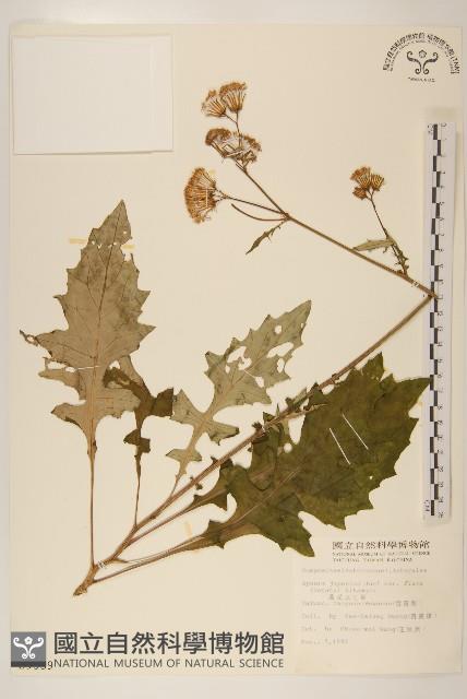 黃花三七草藏品圖，第1張