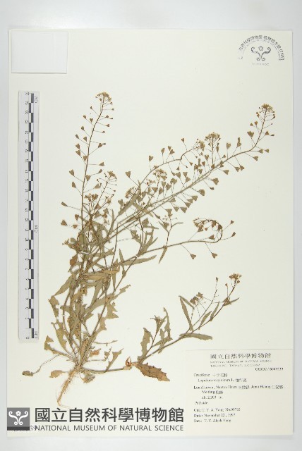 獨行菜藏品圖，第1張