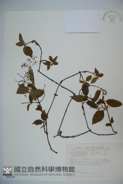 狹葉莢迷藏品圖，第1張