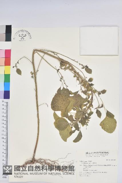 鐵莧菜藏品圖，第1張