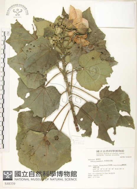 山芙蓉、臺灣山芙蓉、狗頭芙蓉藏品圖，第1張