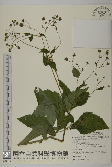 下田菊藏品圖，第1張