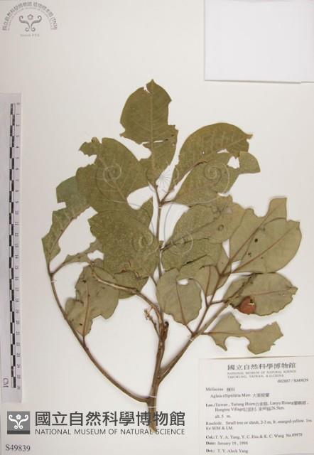 大葉樹蘭藏品圖，第1張