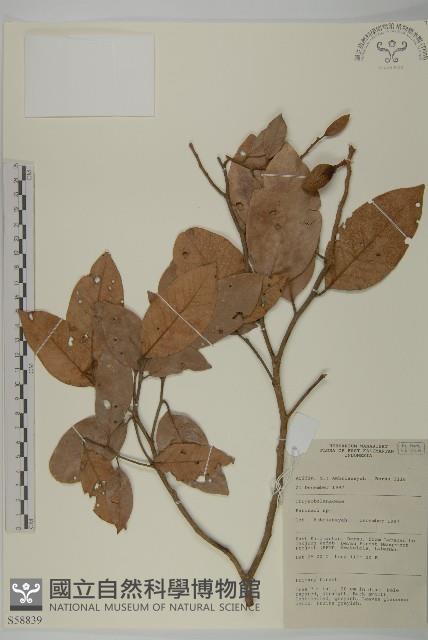 登錄號:S058839藏品圖，第1張