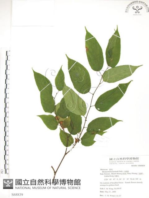 小構樹藏品圖，第1張