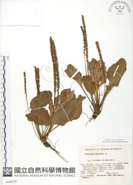 車前草藏品圖，第1張