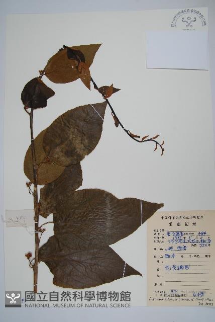 闊葉獼猴桃藏品圖，第1張