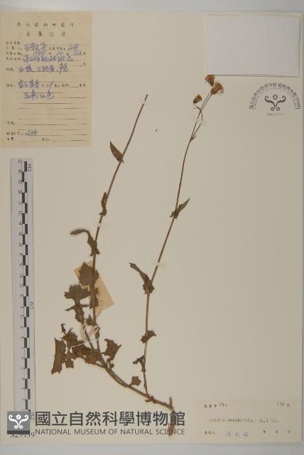 紫背草藏品圖，第1張