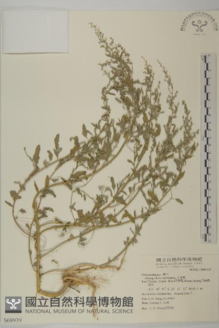 小葉藜藏品圖，第1張