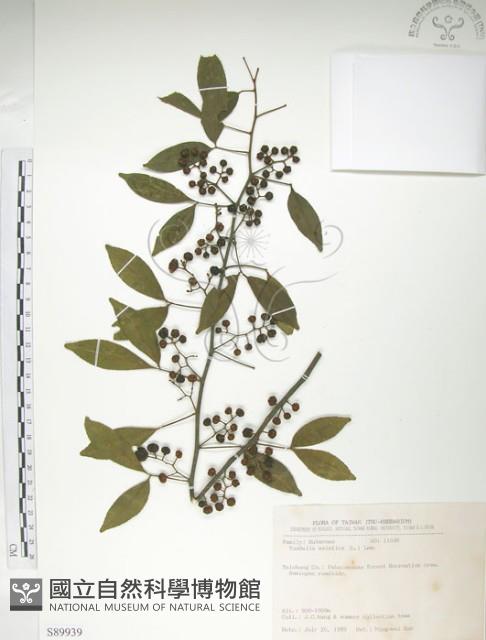 飛龍掌血藏品圖，第1張