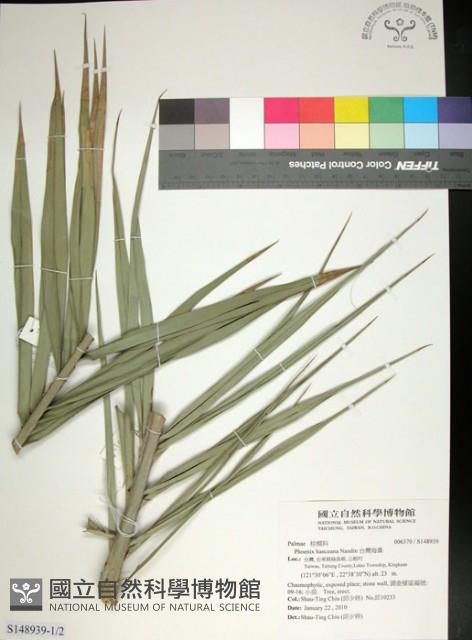 台灣海棗藏品圖，第1張