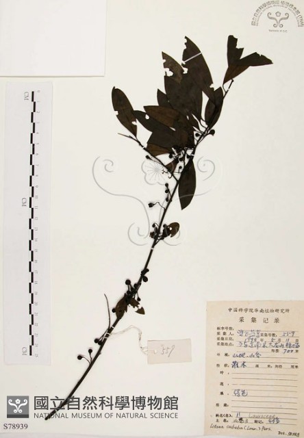 山胡椒藏品圖，第1張