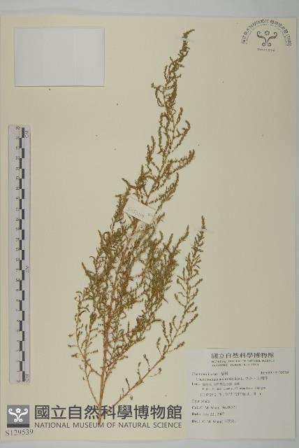 臭杏、土荊芥藏品圖，第1張