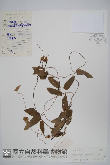 中華老鴨嘴藏品圖，第1張