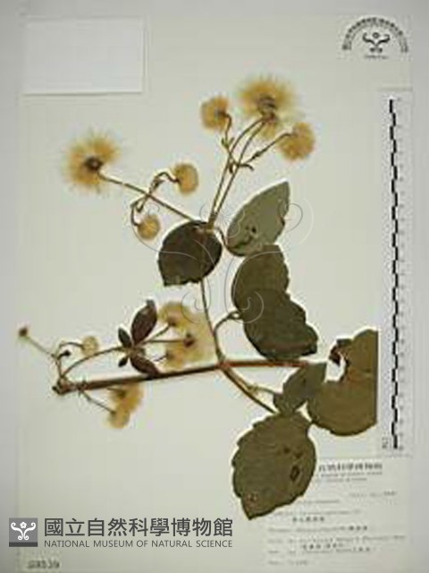 銹毛鐵線蓮藏品圖，第1張
