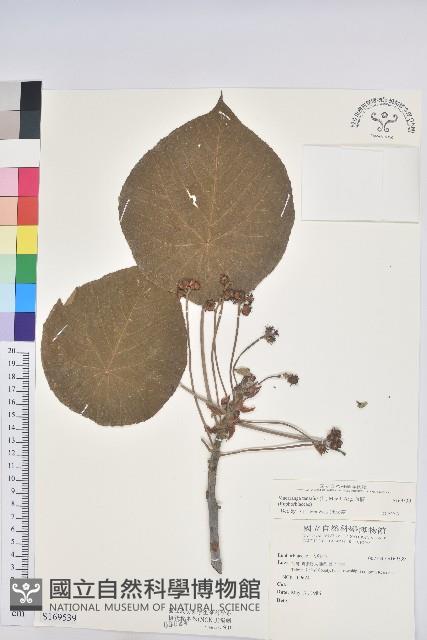 血桐藏品圖，第1張