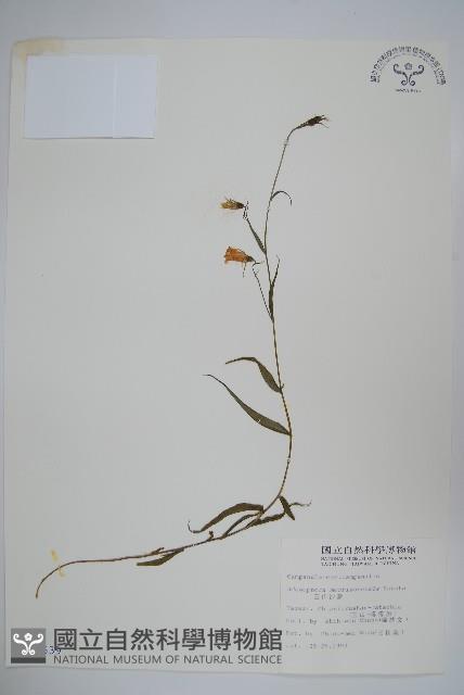 玉山沙參藏品圖，第1張