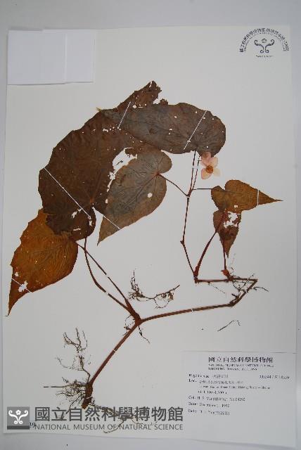 登錄號:S118539藏品圖，第1張