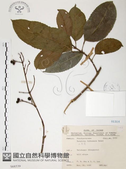 山香圓藏品圖，第1張