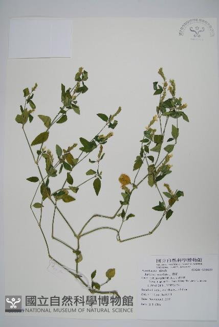 爵床藏品圖，第1張